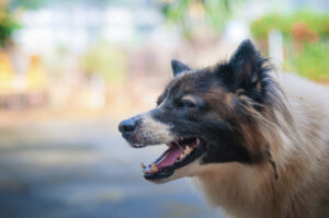 Why Choose Jamie Casino Injury Attorneys to Handle My Dog Bite Case in Augusta, GA?